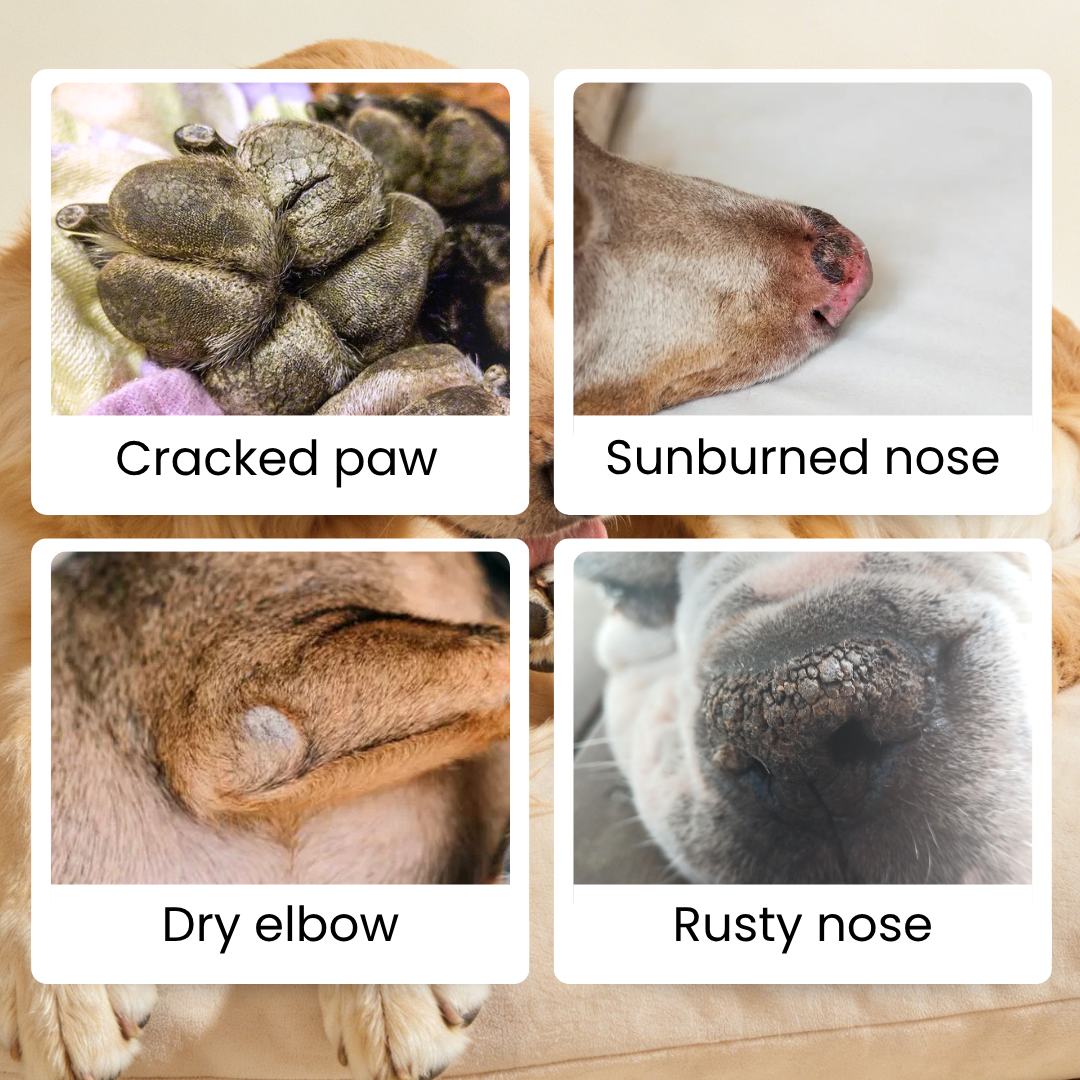 For Furry Friends Paw & Nose Balm