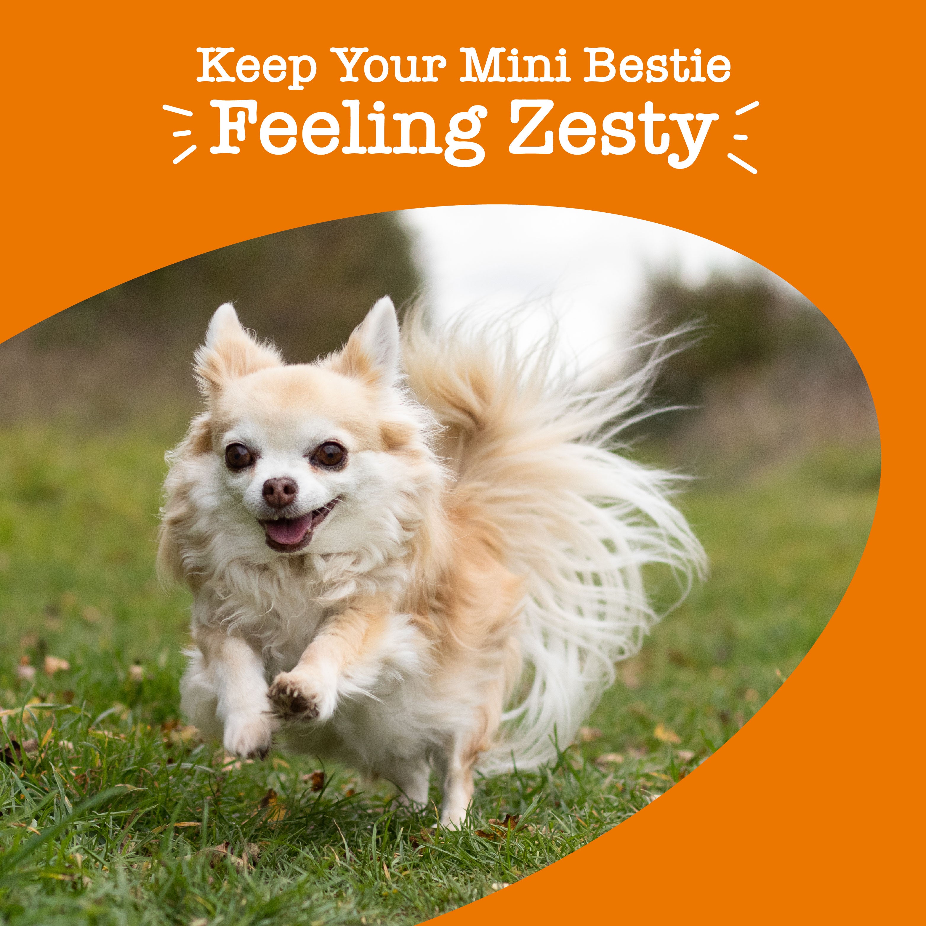 Zesty Paws 8-in-1 Multivitamin Mini Bites Dog Supplements - Chicken