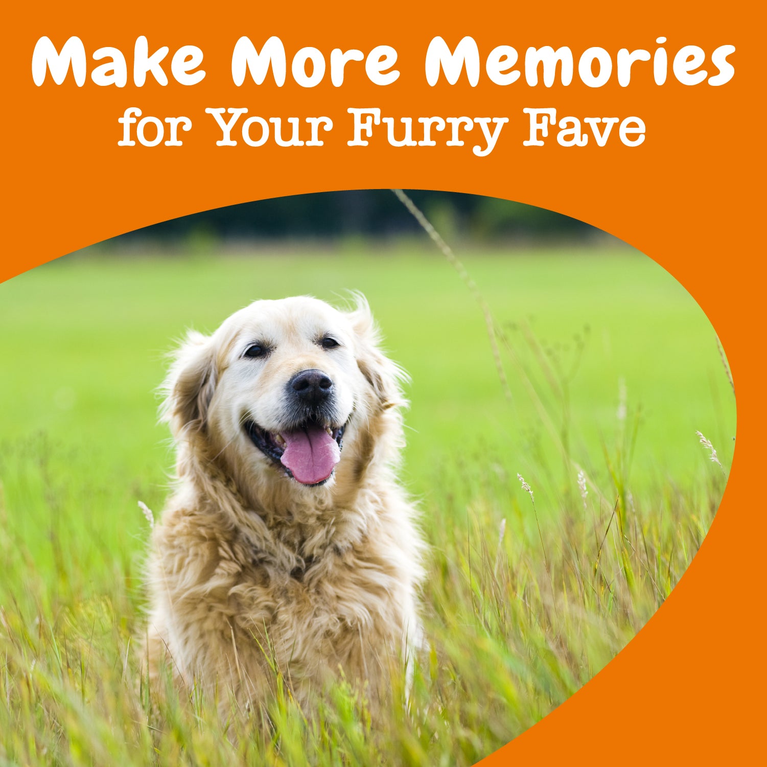 Zesty Paws Senior Advanced Cognition Bites Dog Supplements