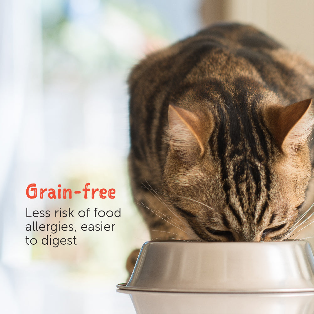 Loveabowl Wet Cat Food in Broth | Grain-Free Gourmet Hydration